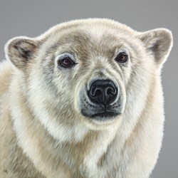 Polar Bear by Gina Hawkshaw - Original Painting on Box Canvas sized 30x30 inches. Available from Whitewall Galleries